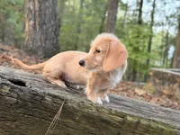 Margaret, a female Miniature Dachshund for sale in Jemison, AL – 6 of 7