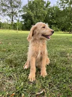 Maple , a female Labradoodle for sale in Jemison, AL – 3 of 3