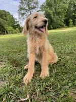 Maple , a female Labradoodle for sale in Jemison, AL – 2 of 3