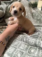 Margaret, a female Miniature Dachshund for sale in Jemison, AL – 3 of 6