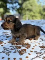 Sally, a female Miniature Dachshund for sale in Jemison, AL – 4 of 4