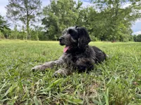 Apollo , a male Labradoodle for sale in Jemison, AL – 6 of 6