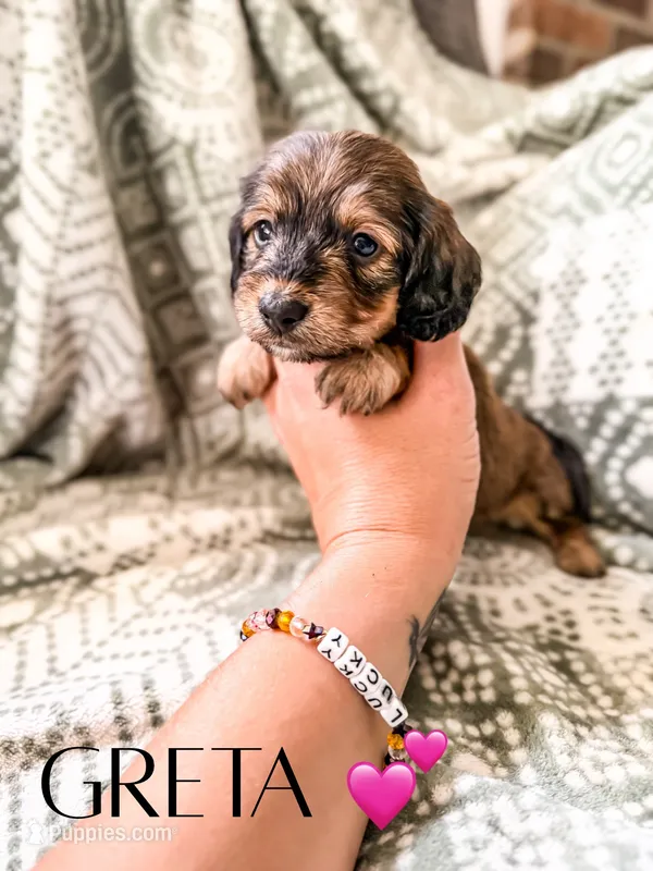 Greta  – Miniature Dachshund puppy for sale in Jemison, AL