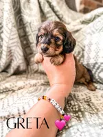Greta , a female Miniature Dachshund for sale in Jemison, AL – 1 of 4