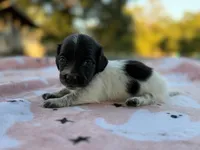 Lionel, a male Miniature Dachshund for sale in Jemison, AL – 3 of 4