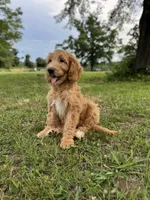 Honey , a female Labradoodle and Poodle - Standard  for sale in Jemison, AL – 3 of 3