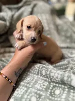 Margaret, a female Miniature Dachshund for sale in Jemison, AL – 6 of 6