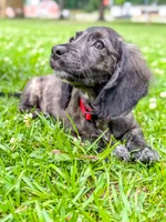 Oakley, a male Miniature Dachshund for sale in Jemison, AL – 4 of 4
