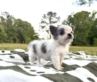 Bruno, a male Chihuahua for sale in Jemison, AL – 3 of 7