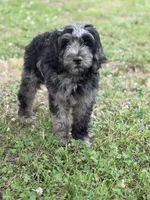 Apollo , a male Labradoodle for sale in Jemison, AL – 2 of 6