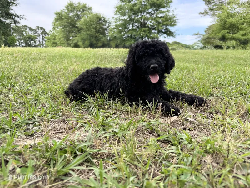Zeus  – Labradoodle puppy for sale in Jemison, AL