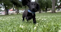 Franny, a female Miniature Dachshund for sale in Jemison, AL – 3 of 4