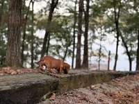 Sage, a male Miniature Dachshund for sale in Jemison, AL – 3 of 6