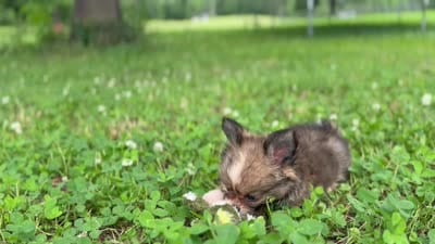 Gizmo , a male Chihuahua for sale in Jemison, AL – 2 of 9