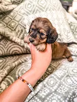 Greta , a female Miniature Dachshund for sale in Jemison, AL – 2 of 4
