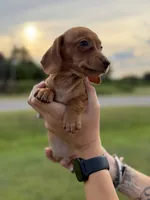Sage, a male Miniature Dachshund for sale in Jemison, AL – 2 of 3