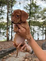 Sage, a male Miniature Dachshund for sale in Jemison, AL – 5 of 6