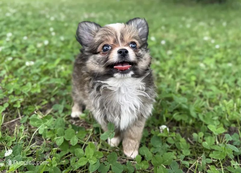Gizmo  – Chihuahua puppy for sale in Jemison, AL