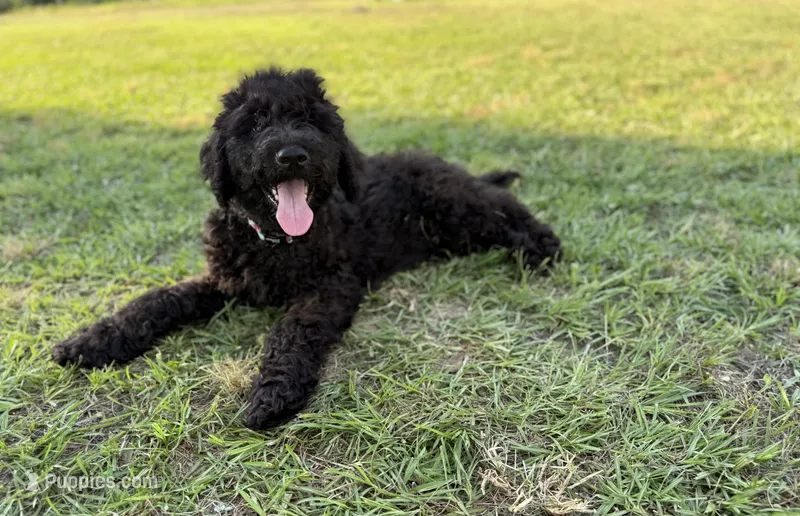 Zeus – Labradoodle puppy for sale in Jemison, AL