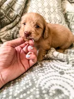 Pearl, a female Miniature Dachshund for sale in Jemison, AL – 3 of 4