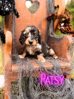 Patsy, a female Miniature Dachshund for sale in Jemison, AL – 1 of 5