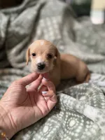 Margaret, a female Miniature Dachshund for sale in Jemison, AL – 4 of 6