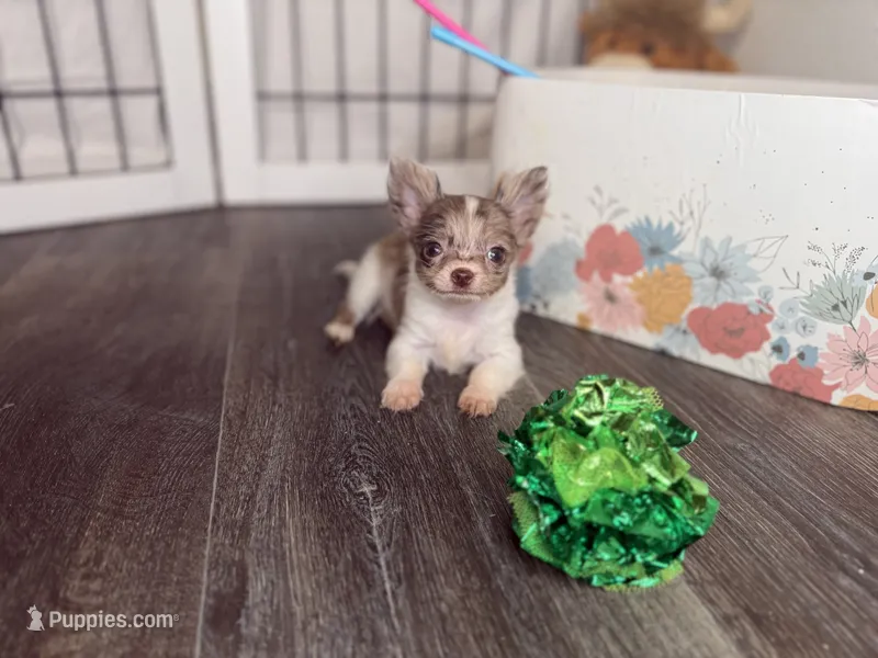 Luca  – Chihuahua puppy for sale in Jemison, AL