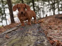 Sage, a male Miniature Dachshund for sale in Jemison, AL – 2 of 6