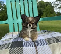 Gizmo , a male Chihuahua for sale in Jemison, AL – 4 of 5