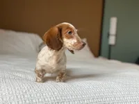 Moss, a male Miniature Dachshund for sale in Jemison, AL – 5 of 6