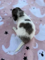 Ella, a female Miniature Dachshund for sale in Jemison, AL – 2 of 3
