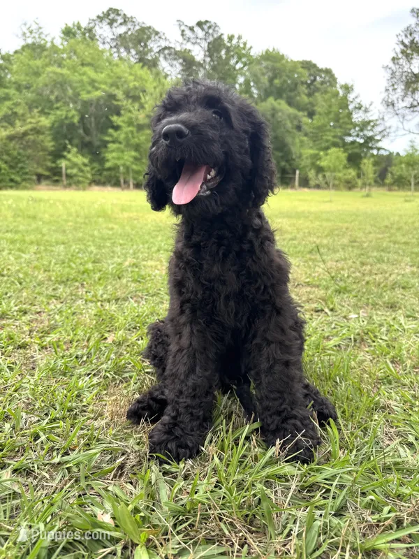 Archie  – Labradoodle puppy for sale in Jemison, AL