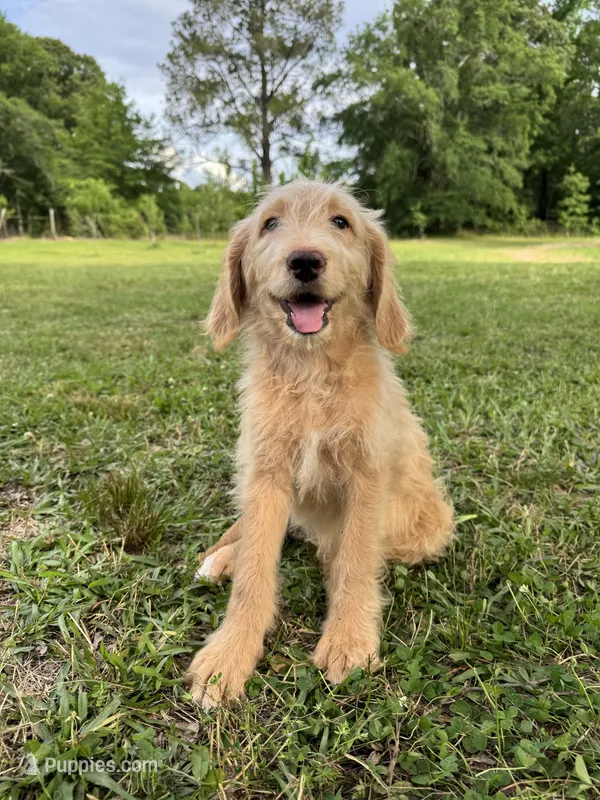 Maple  – Labradoodle puppy for sale in Jemison, AL