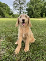 Maple , a female Labradoodle for sale in Jemison, AL – 1 of 3