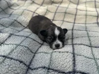 Gizmo, a male Chihuahua for sale in Jemison, AL – Photo 7 of 9