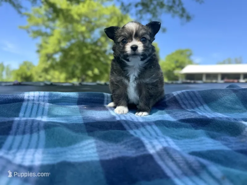 Gizmo – Chihuahua puppy for sale in Jemison, AL
