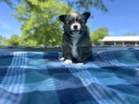 Gizmo, a male Chihuahua for sale in Jemison, AL – Photo 1 of 9
