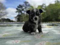 Gizmo, a male Chihuahua for sale in Jemison, AL – Photo 3 of 9