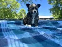 Gizmo, a male Chihuahua for sale in Jemison, AL – Photo 5 of 9
