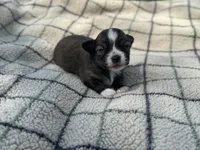 Gizmo, a male Chihuahua for sale in Jemison, AL – Photo 6 of 9