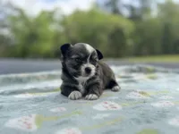 Gizmo, a male Chihuahua for sale in Jemison, AL – Photo 2 of 9