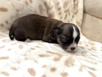 Gizmo, a male Chihuahua for sale in Jemison, AL – Photo 8 of 9