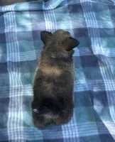 Gizmo, a male Chihuahua for sale in Jemison, AL – Photo 9 of 9