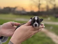Gizmo, a male Chihuahua for sale in Jemison, AL – Photo 4 of 9