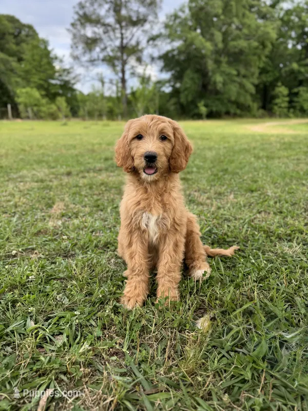 Honey , a female Labradoodle and Poodle - Standard  for sale in Jemison, AL – 1 of 3