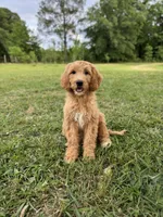 Honey , a female Labradoodle and Poodle - Standard  for sale in Jemison, AL – 1 of 3