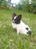 Mickey , a male Chihuahua for sale in Jemison, AL – 5 of 6