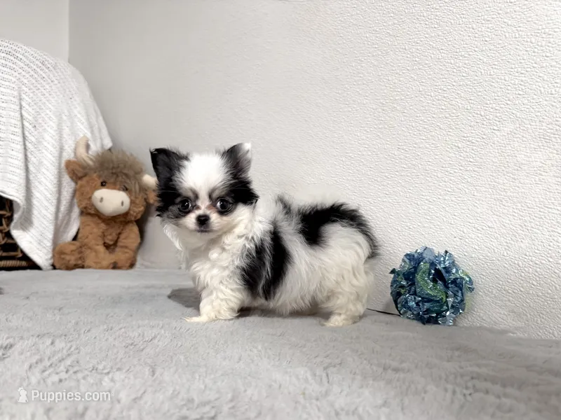 Flower  – Chihuahua puppy for sale in Jemison, AL