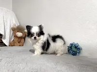 Flower , a female Chihuahua for sale in Jemison, AL – 1 of 4
