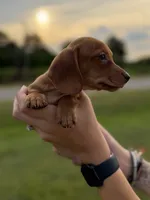 Sage, a male Miniature Dachshund for sale in Jemison, AL – 3 of 3